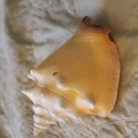 Sea shell - Picture 4 of 5